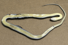 Coluber constrictor oaxaca