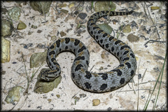 Sistrurus miliarius streckeri