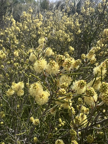Melaleuca concreta observed 2024-10-19
