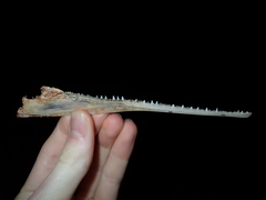 Tylosurus gavialoides