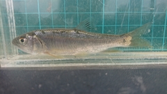 Opsariichthys pachycephalus
