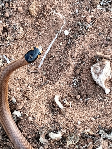 Spectacled Hooded Snake sighting