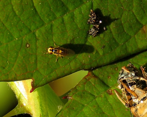 Chlorops scalaris