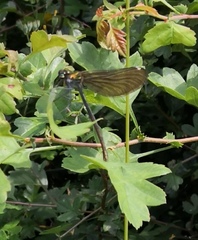 Calopteryx virgo