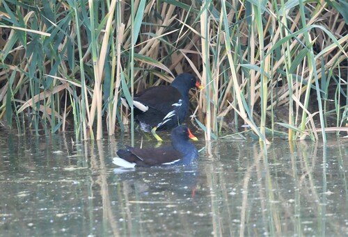 Eurasian Moorhen
