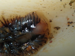 Fiona pinnata