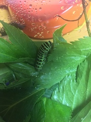 Papilio machaon hippocrates