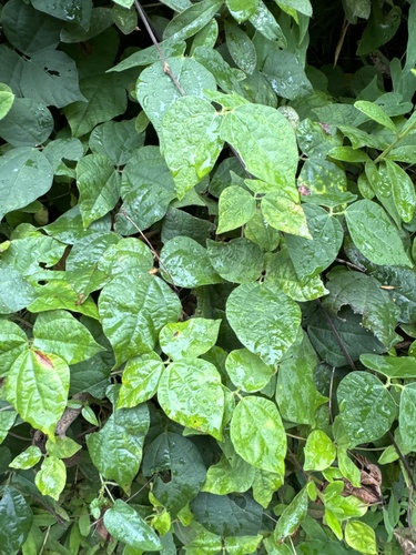 Image of Rhynchosia Acuminatifolia (Rhynchosia acuminatifolia) by (c) carex1002, some rights reserved (CC BY)