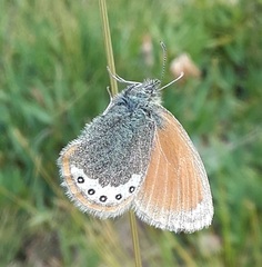 Coenonympha gardetta