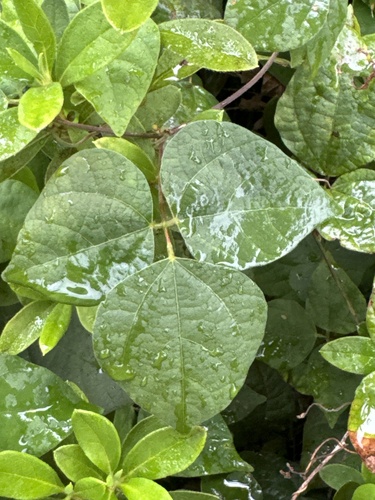 Image of Rhynchosia Acuminatifolia (Rhynchosia acuminatifolia) by (c) carex1002, some rights reserved (CC BY)