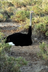 Struthio molybdophanes