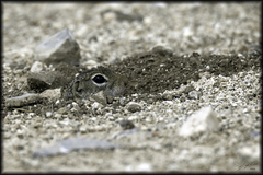 Xerospermophilus spilosoma