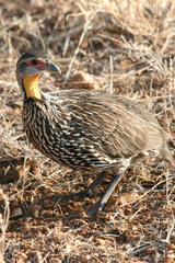 Pternistis leucoscepus