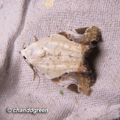 Pseudeustrotia semialba