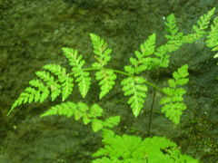 Cystopteris tenuis