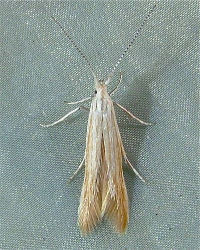 Coleophora rupestrella