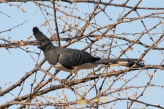 Corythaixoides leucogaster