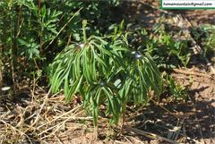 Syneilesis aconitifolia