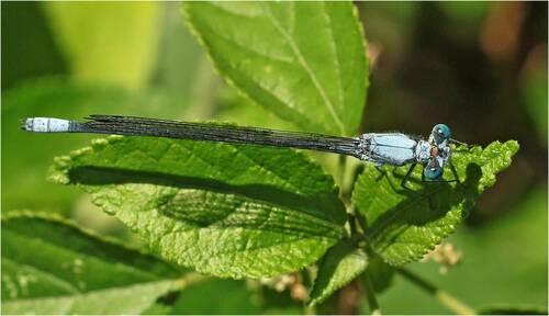 Common Riverjack