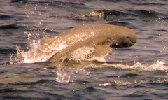 Orcaella brevirostris
