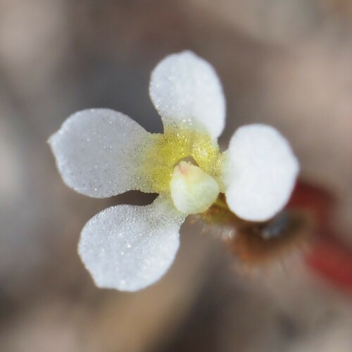 Image of Levenhookia dubia by (c) Hugo Innes, some rights reserved (CC BY)