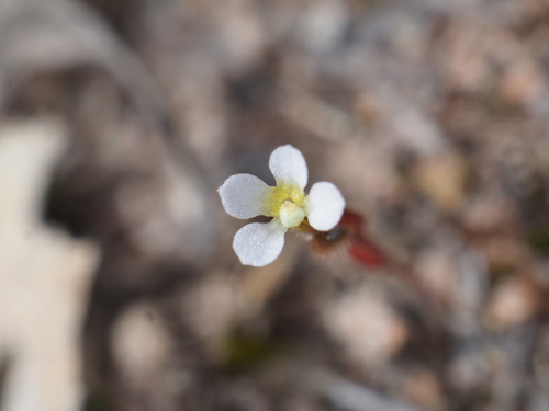 Image of Levenhookia dubia by (c) Hugo Innes, some rights reserved (CC BY)