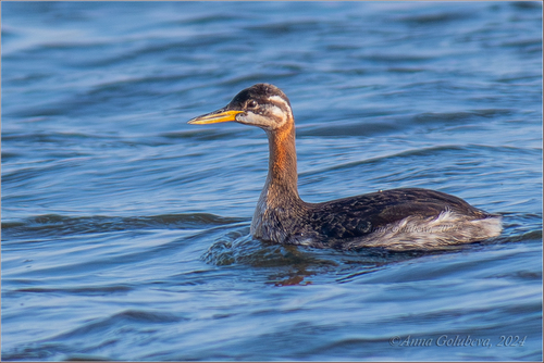 Red-necked Grebe
