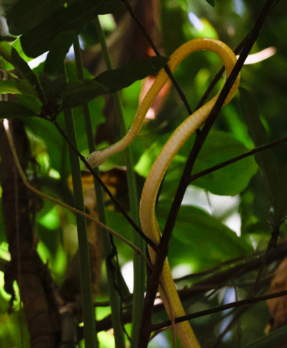 Common Tree Snake sighting