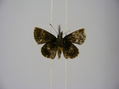 Prosopalpus styla