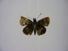 Prosopalpus styla