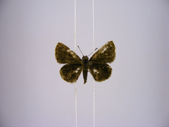 Prosopalpus styla