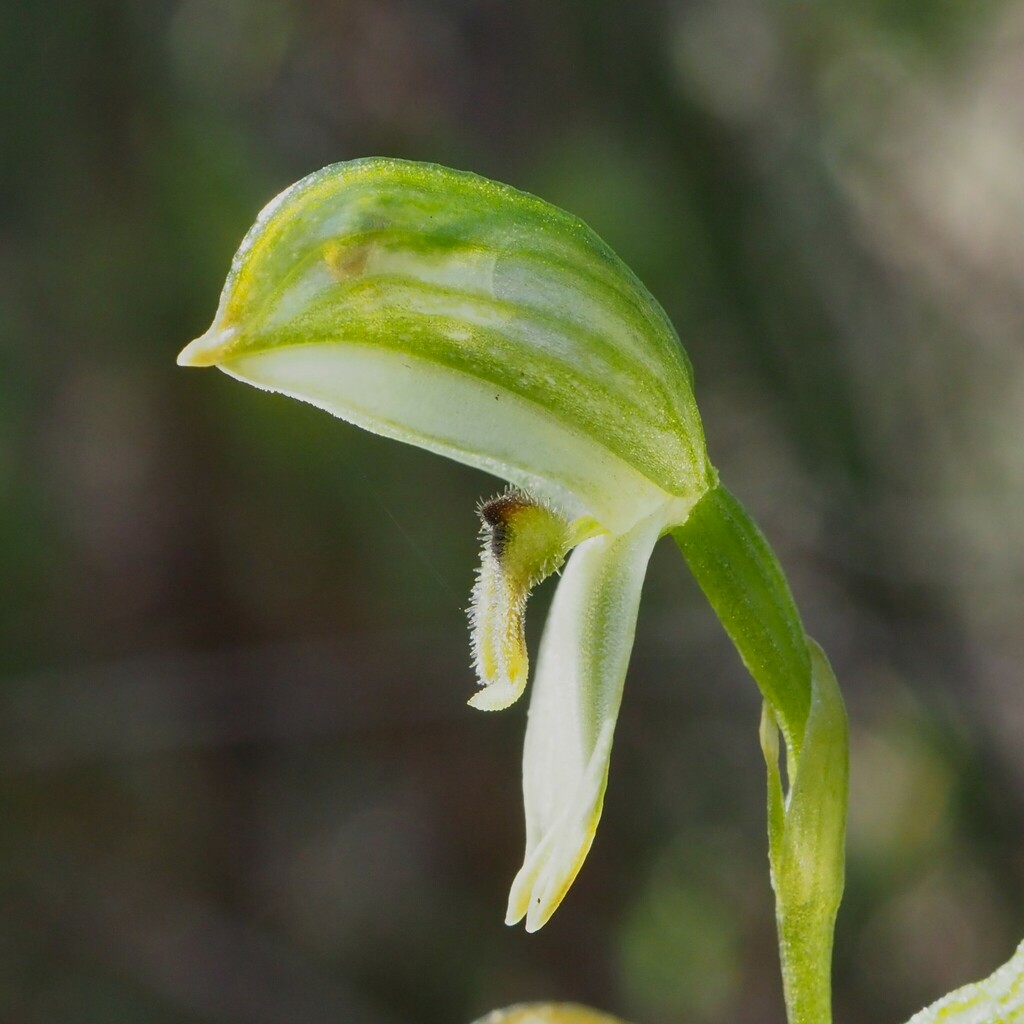 Pterostylis macilenta