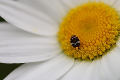Anthrenus angustefasciatus