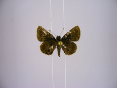 Prosopalpus styla