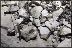 Tantilla hobartsmithi