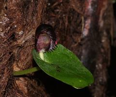 Corybas grumulus