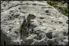 Ammospermophilus interpres