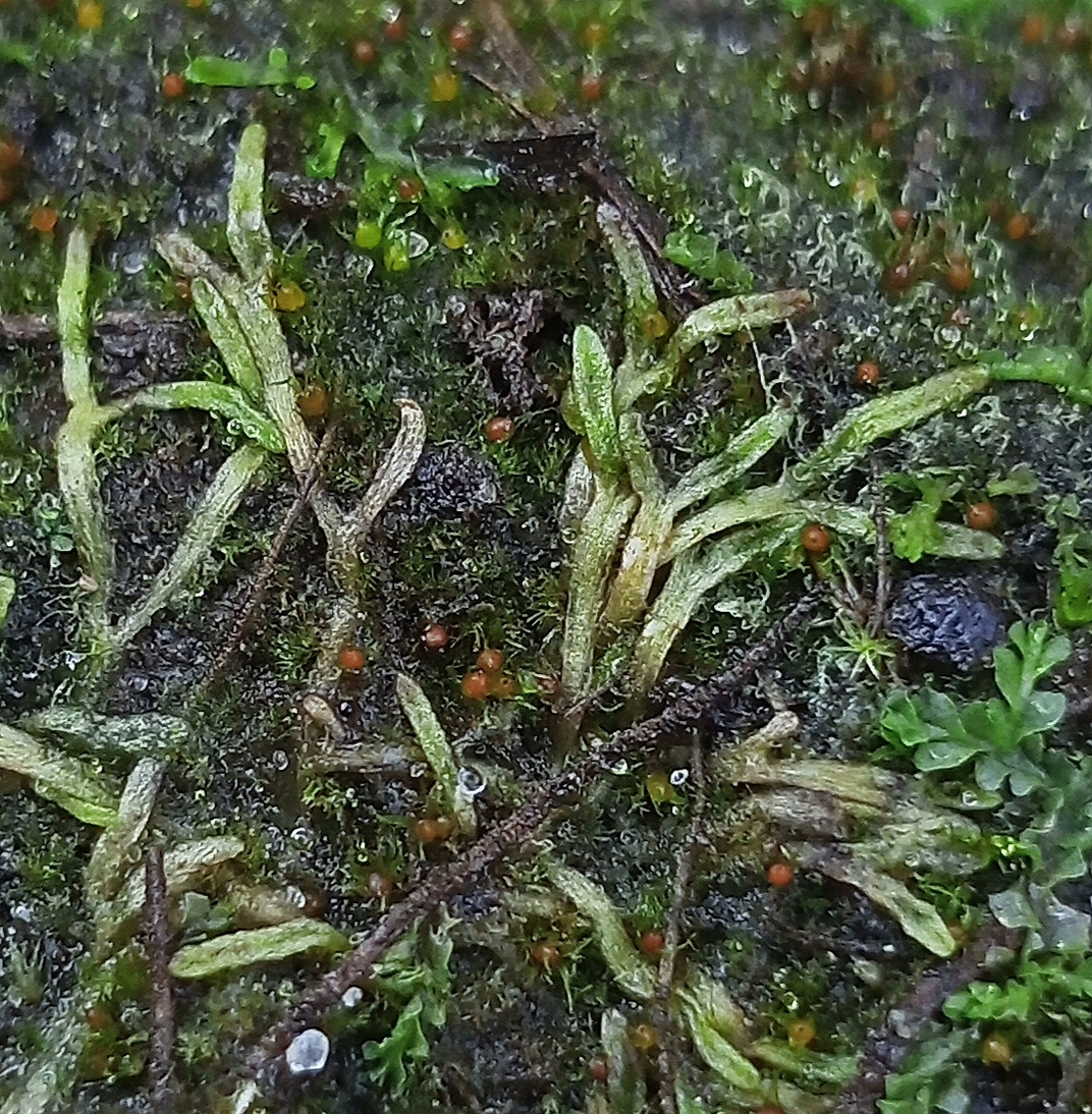 Riccia canaliculata
