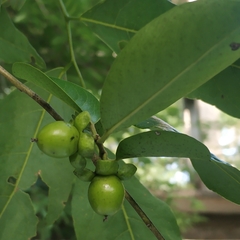 Ebenaceae
