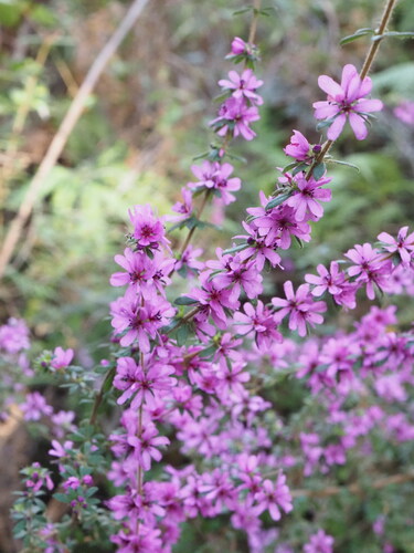 Image of Bauera sessiliflora by (c) Hugo Innes, some rights reserved (CC BY)