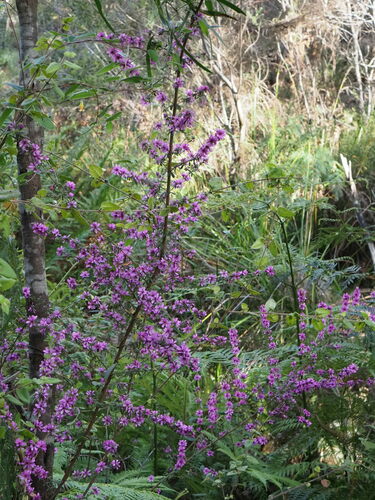 Image of Bauera sessiliflora by (c) Hugo Innes, some rights reserved (CC BY)