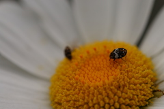 Anthrenus angustefasciatus