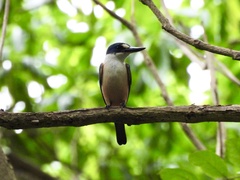 Flat-Billed Kingfisher photo 4