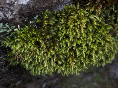Image of Breutelia affinis by (c) Hugo Innes, some rights reserved (CC BY)