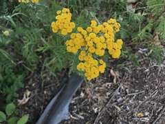 Tanacetum vulgare