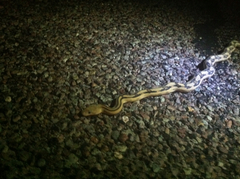 Bogertophis subocularis