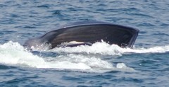 Balaenoptera edeni