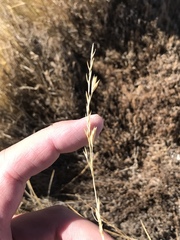 Festuca chrysophylla