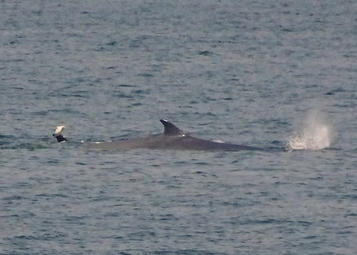 Balaenoptera edeni