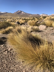 Festuca chrysophylla